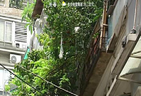 广州已有7个区出现登革热病例