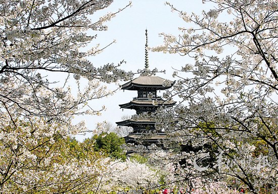 极富诗情画意的磨山樱花（景区供图）