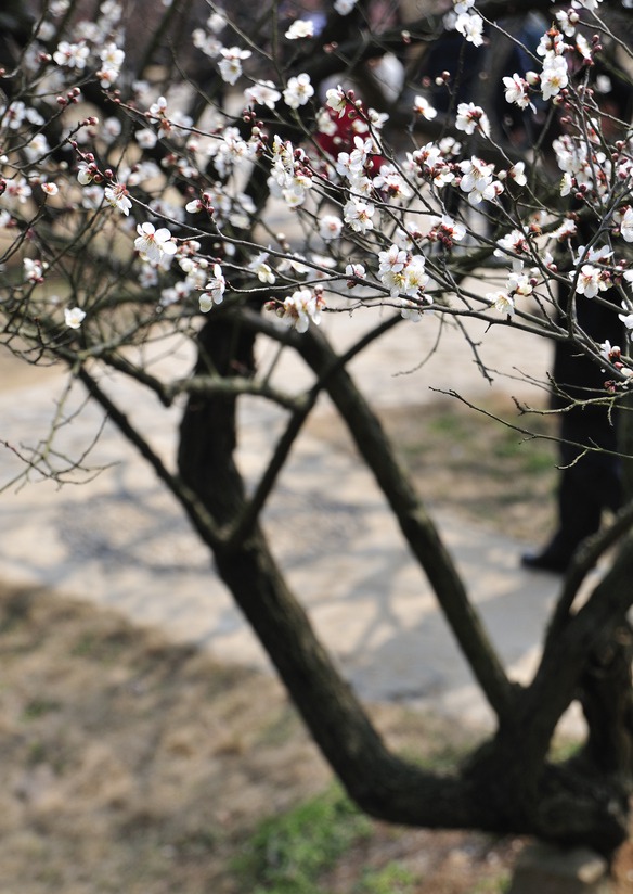 苏州香雪海梅花(图片来源:微图)