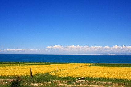 青海湖油菜花　（图片来源：微图）