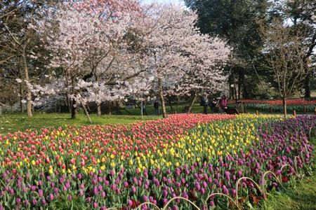 太子湾公园郁金香与樱花共舞（图片来源：微图）