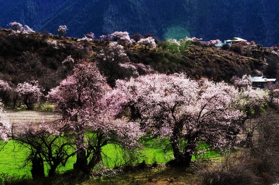 四月的林芝，桃花把这里打造的如世外桃源（图片来源：微图网）