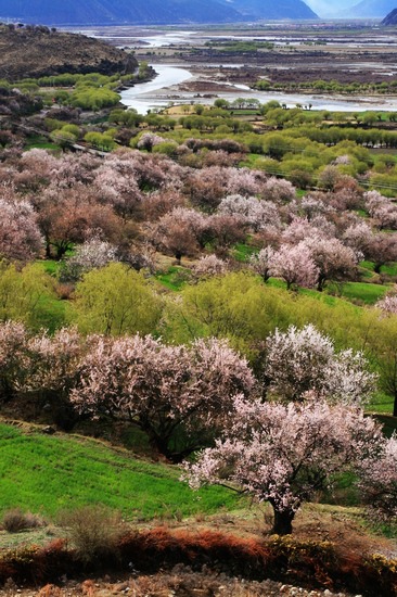 四月的林芝，有桃花也有蜿蜒的尼洋河水（图片来源：微图网）
