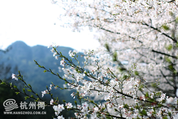 中国绍兴樱花节月中在宛委山拉开帷幕