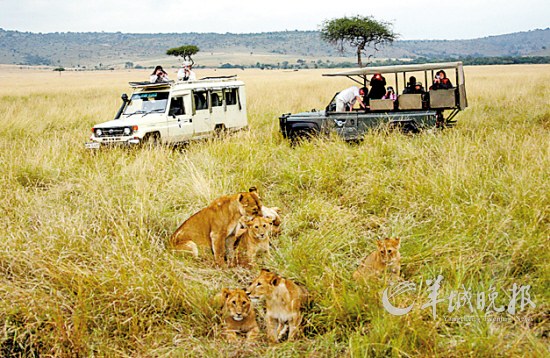 在肯尼亚马赛马拉野生动物园内，游客们在观赏一群狮子新华社/路透