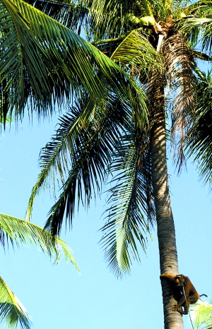 苏梅岛上，一只被拴住的猴子正上树摘椰子。在泰国南部，猴子是上树采摘椰子的主要劳动力。