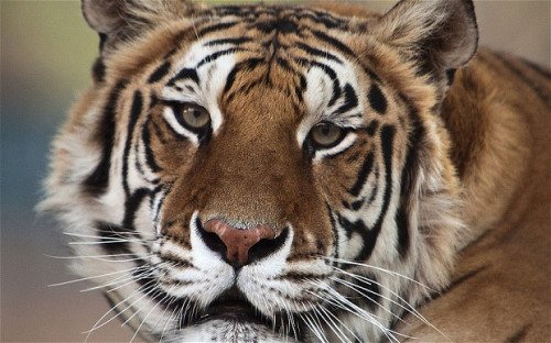 这只去世的老虎曾被取名为“颤栗”。