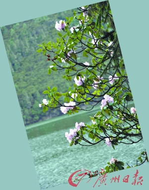树上开满了花，给属都湖平添一抹艳色。