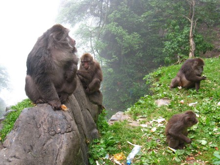 峨眉山猴区