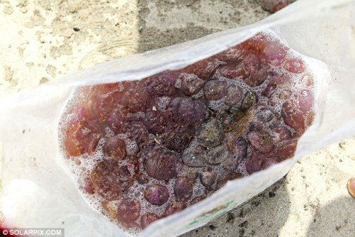 今年7月，西班牙海岸边民众一天就可捕获700多公斤水母