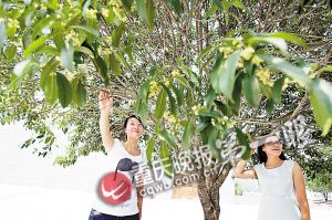 　　■游客在园区桂花树下