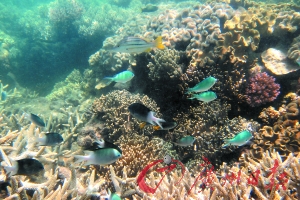 色彩缤纷的珊瑚礁水底世界。