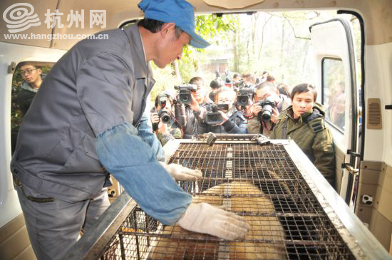 娅琳哥走的时候都没有“大哭大闹”，就一直低着头，很安静，其实我也知道它心里舍不得我。