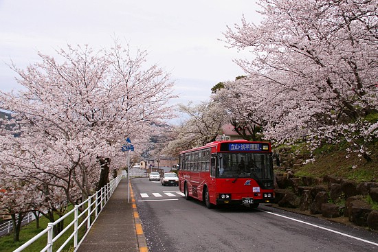 邂逅一场樱花雨 日本关西赏樱地图