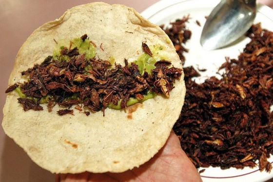 　　墨西哥南部地区，人们喜欢炸烤蚂蚱卷饼。