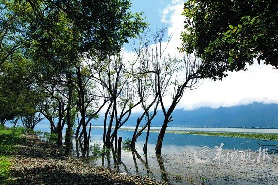 从双廊到大理古城的路上，是一片湿地