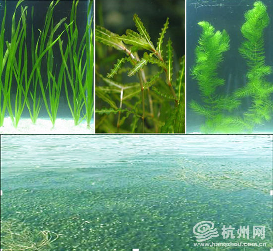 北里湖成功试种的沉水植物(苦草、菹草、金鱼草及黑藻群落 ）