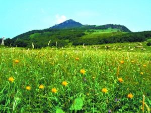 　　百花山