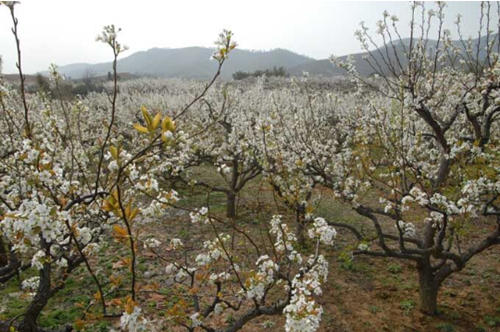 2. 宣城敬亭山杜鹃花