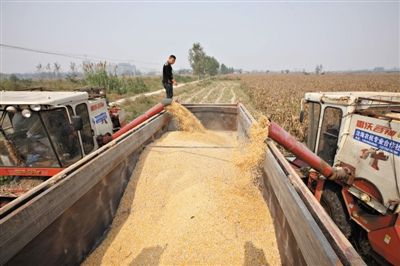 2013年10月9日，安徽万湖村，收割机正在收玉米。2010年，村民李志虎从本村281户村民手里流转土地2053亩，成立种植专业合作社，开始土里刨金。 图/东方IC