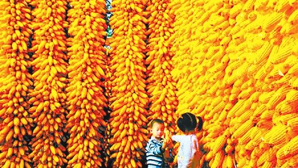 中央一号文件或调整粮食自给率目标 不再坚持