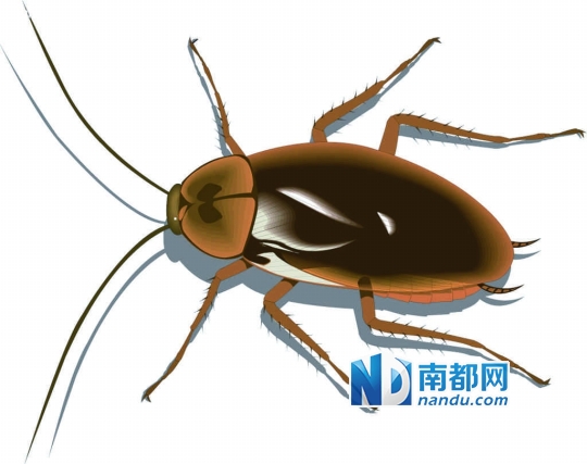 希尔顿酒吧洗手台蟑螂横行 消费者欲退存酒遭