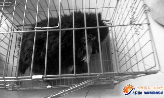 鹰獒死亡主人索赔3500万 揭鹰獒有多名贵|宠物