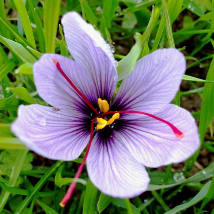 美丽藏红花，助你好眠！