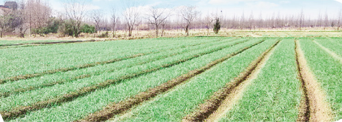 美丽藏红花，助你好眠！