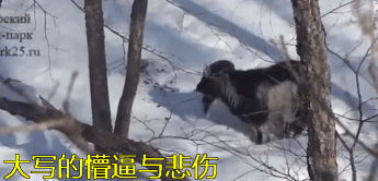 大写的懵逼与悲伤