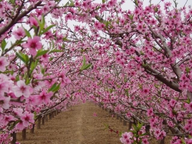 桃花灼灼 2016湖南最新桃花观赏地图|桃花源| 桃花_凤凰湖南