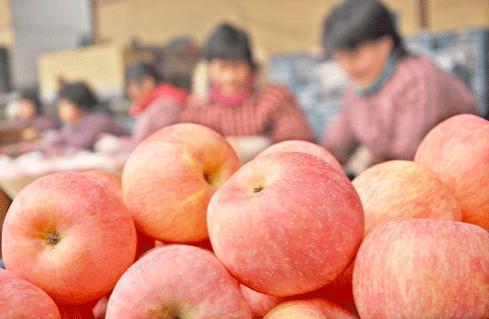 山东果农为 救女儿医院卖苹果  引抢购热潮日销