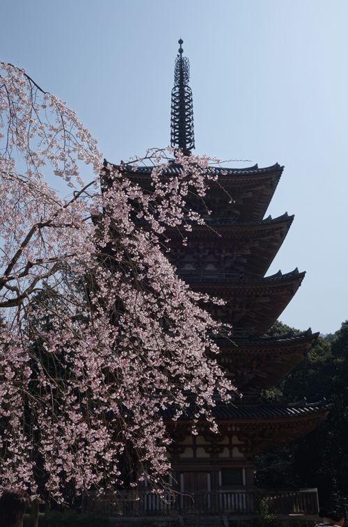 京都赏樱5日游最强攻略 拿着即可出发|京都|京