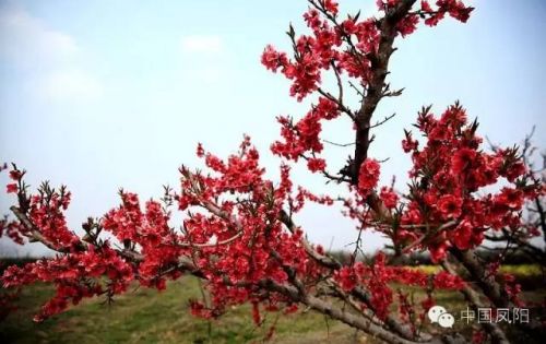 滁州凤阳有座"桃花岛"桃花盛开恍若世外仙境图片