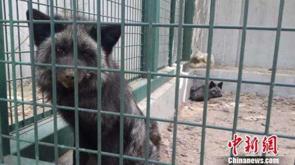 如此 放生   北京放生者被找到  私自放生数百狐狸