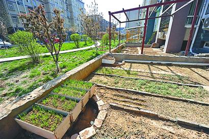 济南欣欣花园小区200平方米绿地成了 菜园子