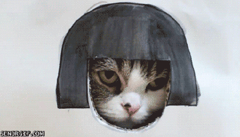 绝对科学:猫不爱你,永远都不会爱你!