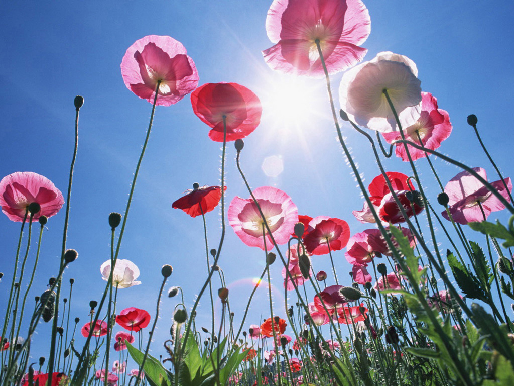 传朝鲜毒品混合泡菜流入中国 朝鲜官方或参与