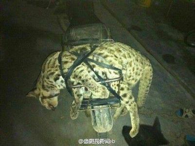 广西:谎称"所捕豹猫为家猫"男子被拘留10天