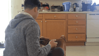 gif动图150108:一只喜欢抱抱的小柴犬,看的心都化了!