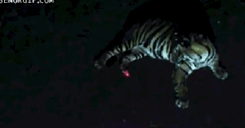 gif动图150202:激光笔在手天下我有 虐遍世间小动物