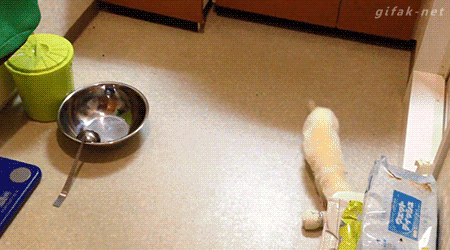 [gif动图]小贼快住爪!我已经报警了|11m-手机凤凰网