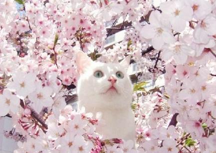 萌宠150304:郁郁枝头春意闹 樱花树上樱花喵