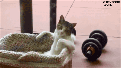 壁纸 大熊猫 动物 猫 猫咪 小猫 桌面 400_225 gif 动态图 动图