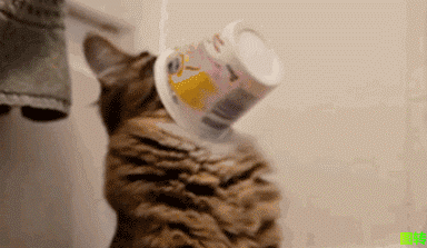 [gif动图]喝酸奶不舔盖 你的猫就会迷失喵生方向