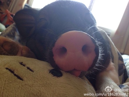 北京姑娘养170斤宠物猪 和猪同一被窝睡觉 图片记录猪从小到大的过程