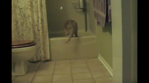 [gif动图]陛下这是今日的萌猫 地球实在太恐怖|19m