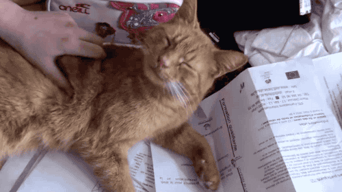 陛下这是今日的萌猫动图 这条件反射有点怪怪的