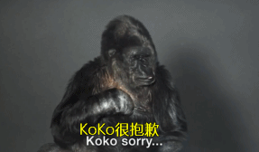 会手语的大猩猩koko给人类的新年寄语