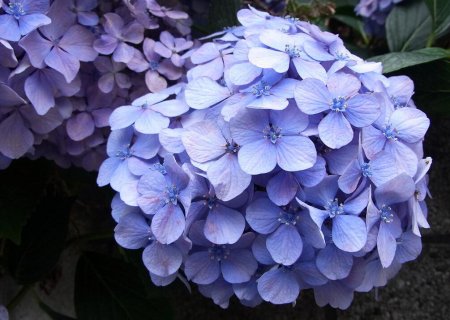 你居然还在用鲜花当礼物?|生花| 宝贝